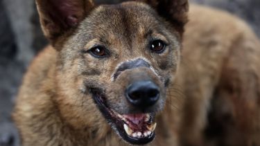 Close-up of a brown dog with expressive eyes and a mottled nose, looking directly at the camera outdoors.