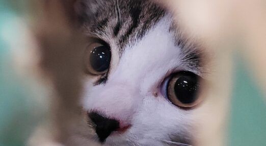 A close-up of a cat's face looking to camera.