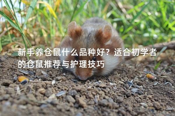 新手养仓鼠什么品种好？适合初学者的仓鼠推荐与护理技巧