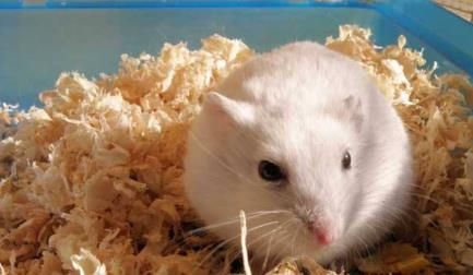 如何挑选一只健康的银狐仓鼠？