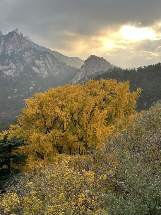 国家一级保护植物--银杏（摄影：郑培明）