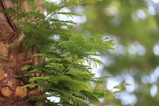 国家一级保护植物--水杉（摄影：崔可宁）