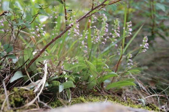 国家二级保护植物--无柱兰（摄影：冯脉宣）