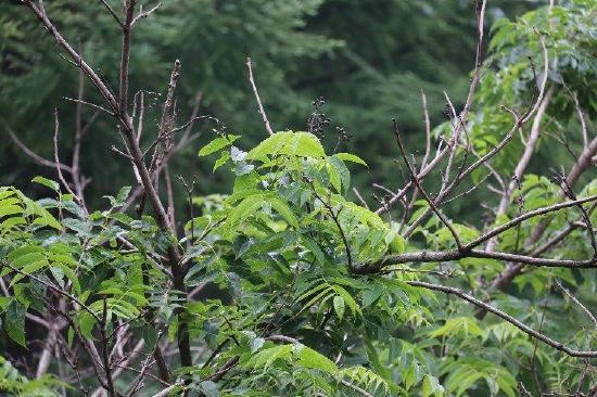 国家二级保护植物--黄檗 （摄影：崔可宁）