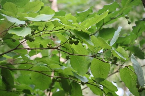 山东省珍稀植物--白木乌桕（摄影：崔可宁）