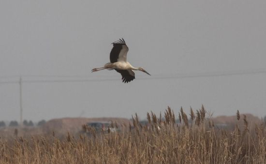 国家一级保护动物--东方白鹳（摄影：徐克阳）