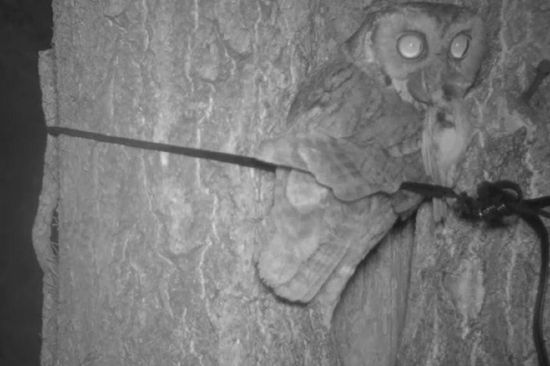 国家二级保护动物--北领角鸮（红外相机拍摄）