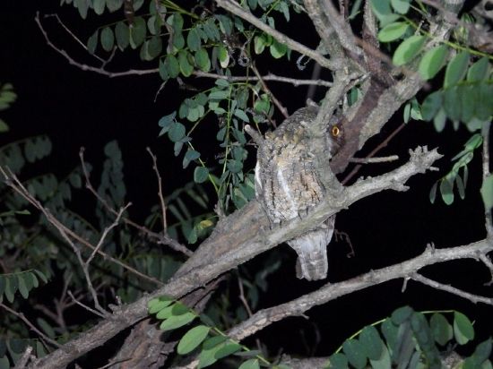 国家二级保护动物--红角鸮（摄影：贾楠）