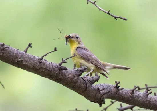 山东省鸟类繁殖新记录--绿背姬鹟（摄影：薛琳）