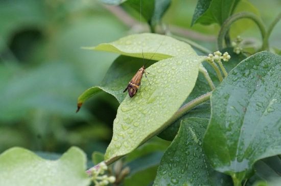 山东省昆虫新记录--大黄长角蛾（摄影：张毅）