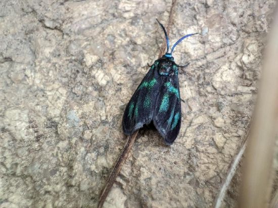 山东省昆虫新记录--斑蛾（摄影：张毅）