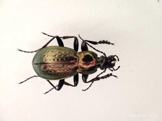 山东省昆虫新记录--罕丽步甲（摄影：张毅）