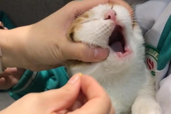 猫咪常备药品，止泻、促消化、驱虫等都是常备的