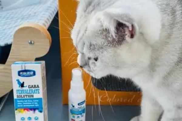 猫咪常备药品，止泻、促消化、驱虫等都是常备的