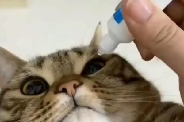 猫咪常备药品，止泻、促消化、驱虫等都是常备的