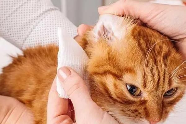 猫咪常备药品，止泻、促消化、驱虫等都是常备的