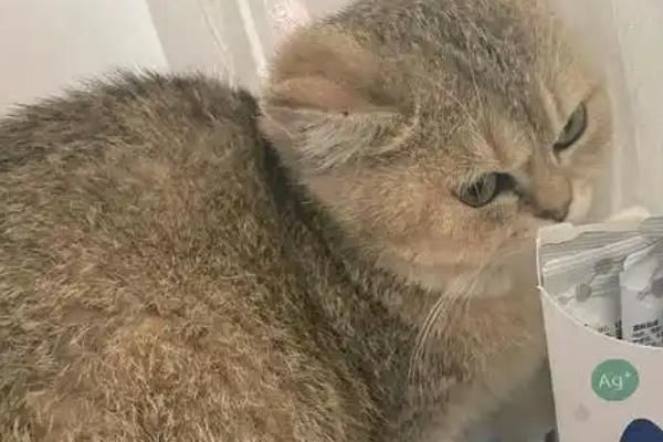 猫咪常备药品，止泻、促消化、驱虫等都是常备的