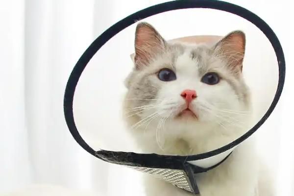 猫咪常备药品，止泻、促消化、驱虫等都是常备的