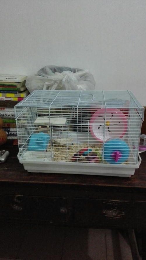 仓鼠笼子怎么选？材质和大小很重要？