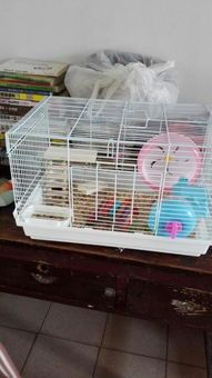 仓鼠笼子怎么选？材质和大小很重要？