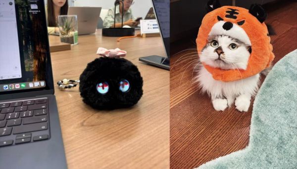 朱亮的宠物猫和宠物芙崽。受访者供图