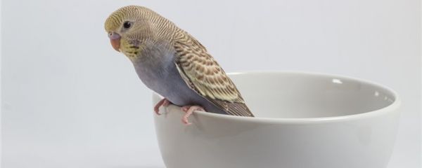 鹦鹉奶粉怎么配制