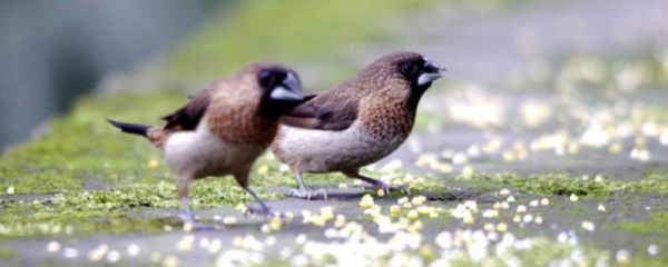 黄豆鸟饲料的制作方法 黄豆鸟怎么发性快