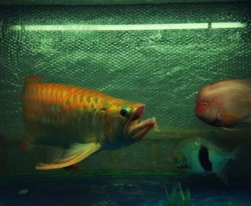 单宁酸：观赏鱼健康隐患，需谨慎。