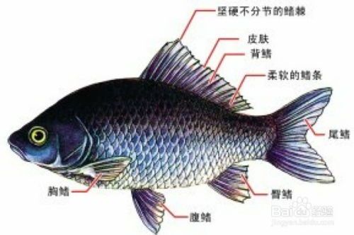 单宁酸：观赏鱼健康隐患，需谨慎。