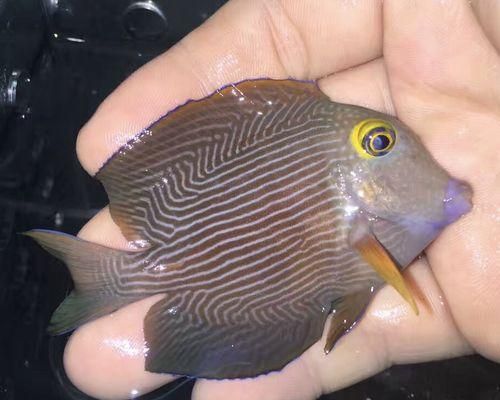 珍珠帆吊的养护方法（如何科学养护珍珠帆吊）