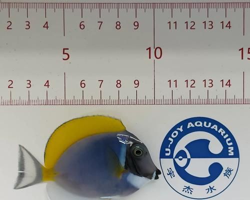 珍珠帆吊的养护方法（如何科学养护珍珠帆吊）