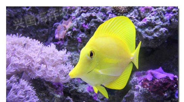 珍珠帆吊的养护方法（如何科学养护珍珠帆吊）