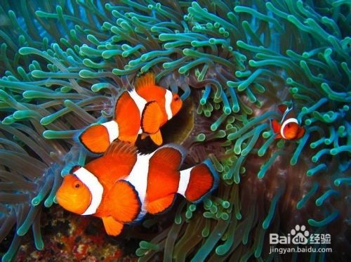 海洋中最美的鱼，宠物界的明星。
