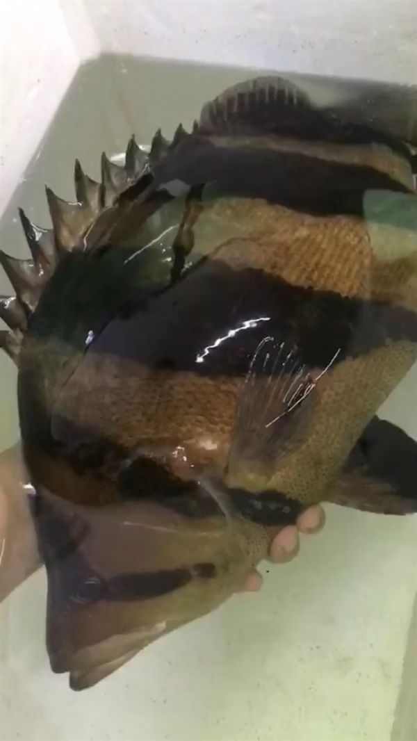 肥大虎鱼值得一看，揭秘肥大虎鱼，观赏与养殖的