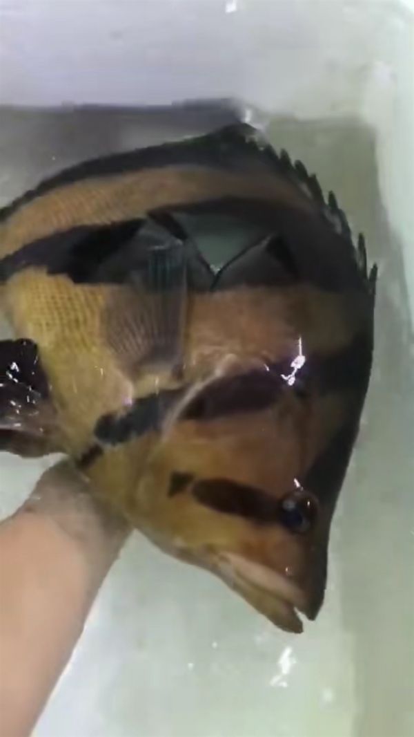 肥大虎鱼值得一看，揭秘肥大虎鱼，观赏与养殖的