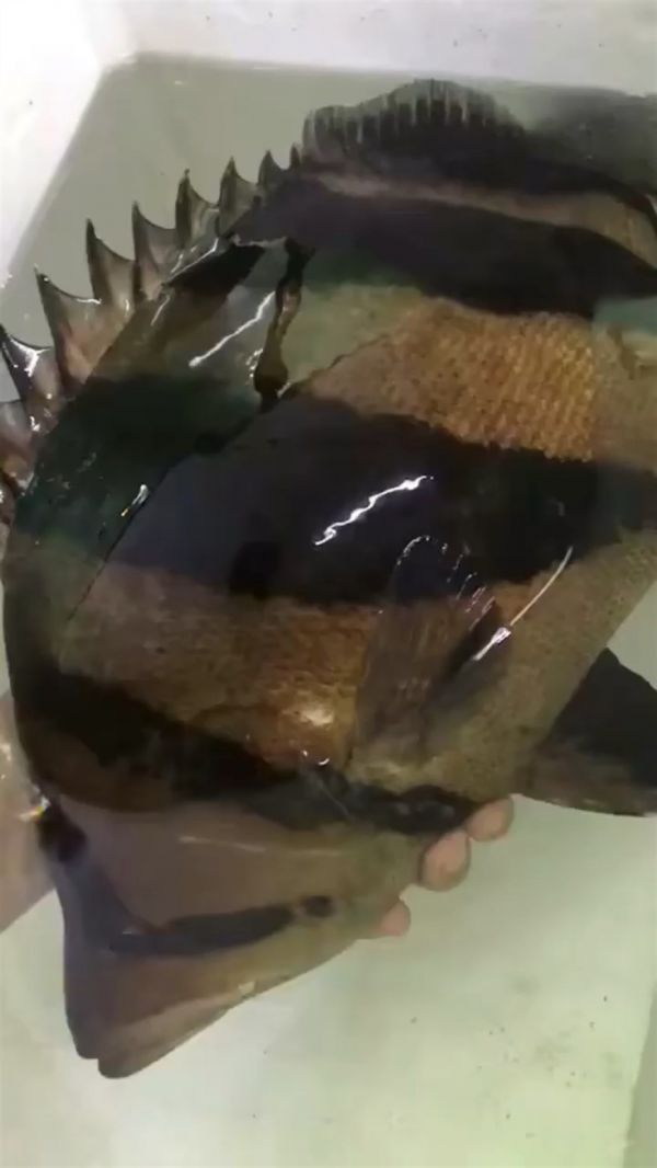 肥大虎鱼值得一看，揭秘肥大虎鱼，观赏与养殖的