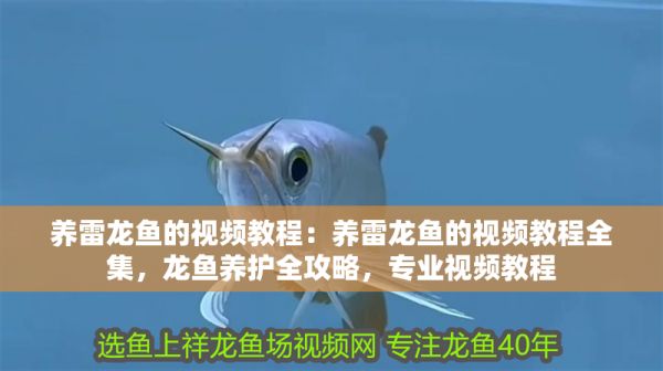 养雷龙鱼的视频教程：养雷龙鱼的视频教程全集，龙鱼养护全攻略，专业视频教程