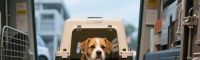 托运宠物渐成出行选择，合理方案关乎宠物安全与运输效率