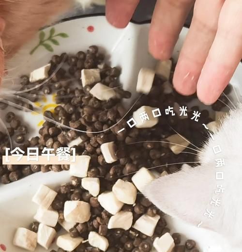 如何正确喂食妈妈选择的猫粮？