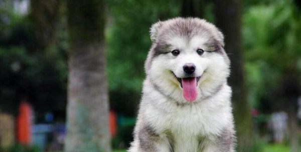 阿拉斯加犬长毛需要哪种狗粮？如何选择合适的狗粮？