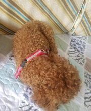 宠物狗爱撕咬东西怎么办