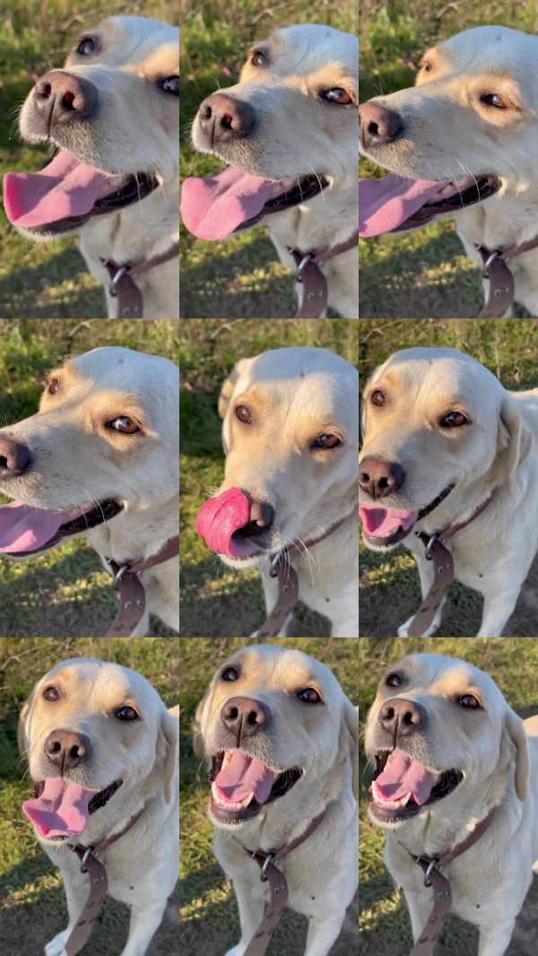 公园里快乐的拉布拉多犬肖像。宠物的心理健康，重呼吸。慢动作。美丽的年轻狗在阳光明媚的大自然中玩耍后降