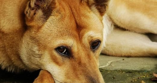 一岁宠物狗狗细小病毒防控指南（如何保护你的宠物狗狗免受细小病毒侵害）