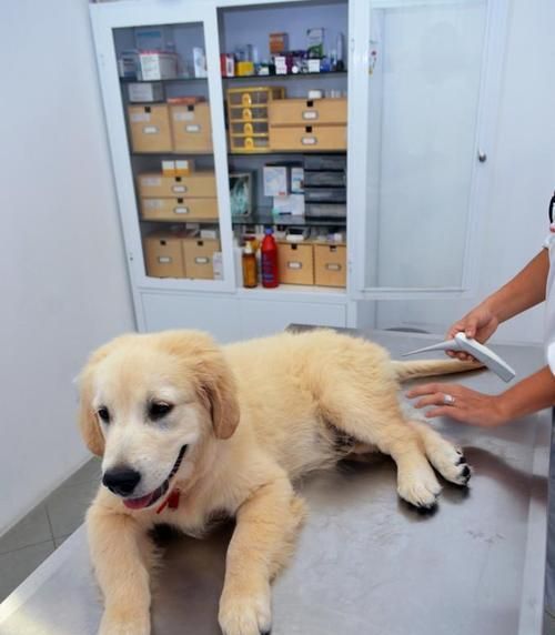 一岁宠物狗狗细小病毒防控指南（如何保护你的宠物狗狗免受细小病毒侵害）