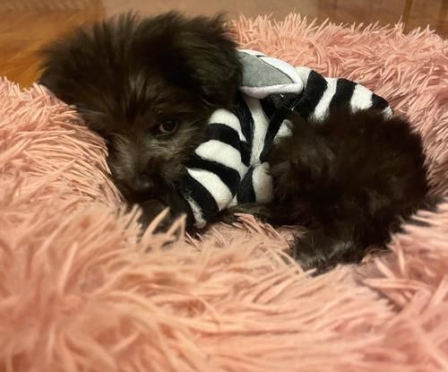 一岁宠物狗狗细小病毒防控指南（如何保护你的宠物狗狗免受细小病毒侵害）