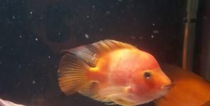 上海观赏鱼批发中心，宠物圈里的“”。