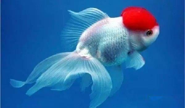 上海观赏鱼批发中心，宠物圈里的“”。