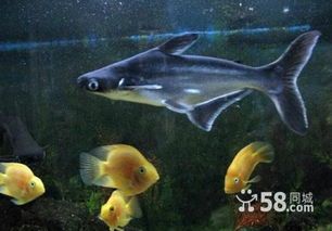 尖嘴鳄观赏鱼，宠物界热宠！