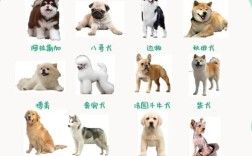 养宠物狗小常识