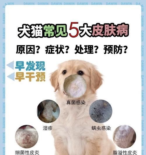 如何避免狗狗患上皮肤病？（常见的导致狗狗患皮肤病的原因和预防措施）